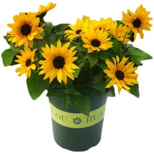 光辉岁月盆栽阳台花园室外植物多年生宿根向日葵花期长易养易爆盆