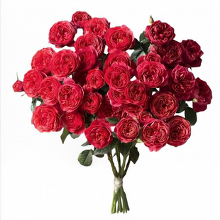 绝色果汁玫瑰鲜切花束云南多头红玫瑰鲜花顺丰次日达