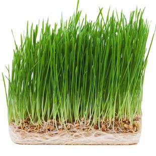 猫草种籽种子孑盆栽猫薄荷草种水培盒土培套装小麦草去毛球大麦土