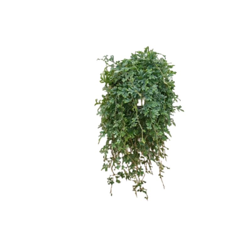 变色龙蕨 翠云草 珊瑚藤蕨 新奇植物办公室客厅可爬藤可垂吊