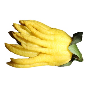 这个果实真的很好闻天然的香薰佛手摆件佛手柑有清香味的摆件果实