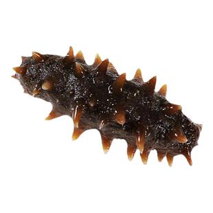 烟台威海大连特产礼盒装渤海湾即食海参深海新鲜辽参不添加滋补品