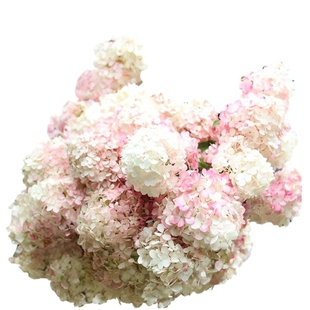 海蒂的花园旗舰店圆锥绣球香草草莓石灰灯棒棒糖大苗盆栽花卉植物