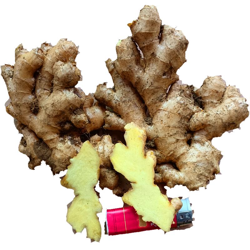 云南高山种植小块小黄姜新鲜生姜月子姜艾灸食用老姜姜母黄姜细姜