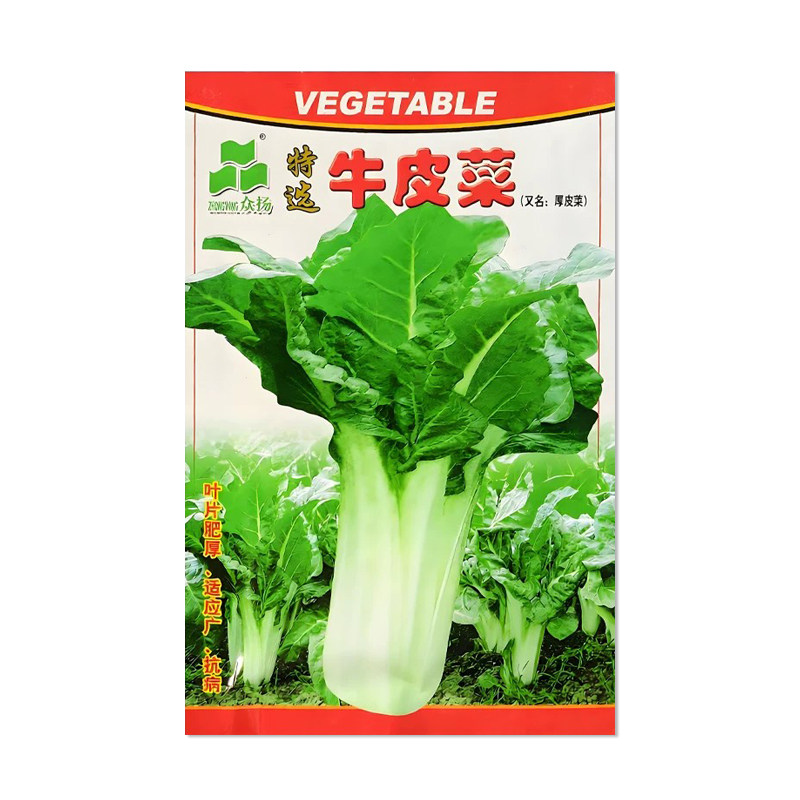 众杨特选牛皮菜种子厚皮菜