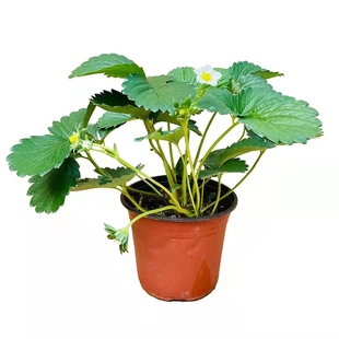 草莓苗四季盆栽食用红颜奶油丹东99草莓新苗秧种籽子原盆原土