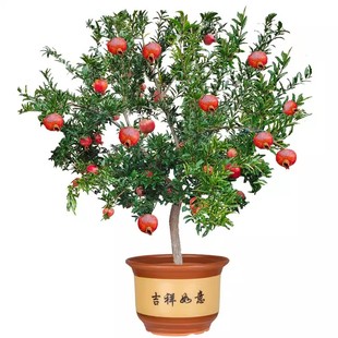 石榴树突尼斯软籽特大庭院果树地栽盆栽当年结果大红袍石榴树树苗