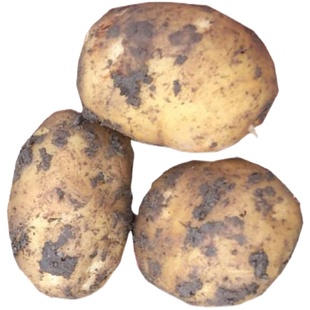 2025年宁海农家自种洋芋高山黄心今年新土豆新鲜马铃薯迷你小土豆