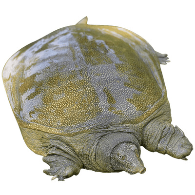 生态散养天觅红烧清蒸甲鱼足斤