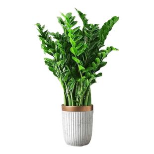 金钱树盆栽客厅大花盆办公室内旺宅大型绿植圆叶摇钱串子落地摆件