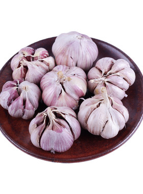 正宗云南特产大理新鲜紫皮大蒜500g 新鲜蔬菜大蒜腊八蒜厨房食材