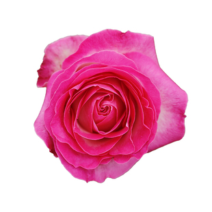 惠惠的花园深粉龙沙宝石爬藤月季拱门花墙花柱植物庭院花卉盆栽苗