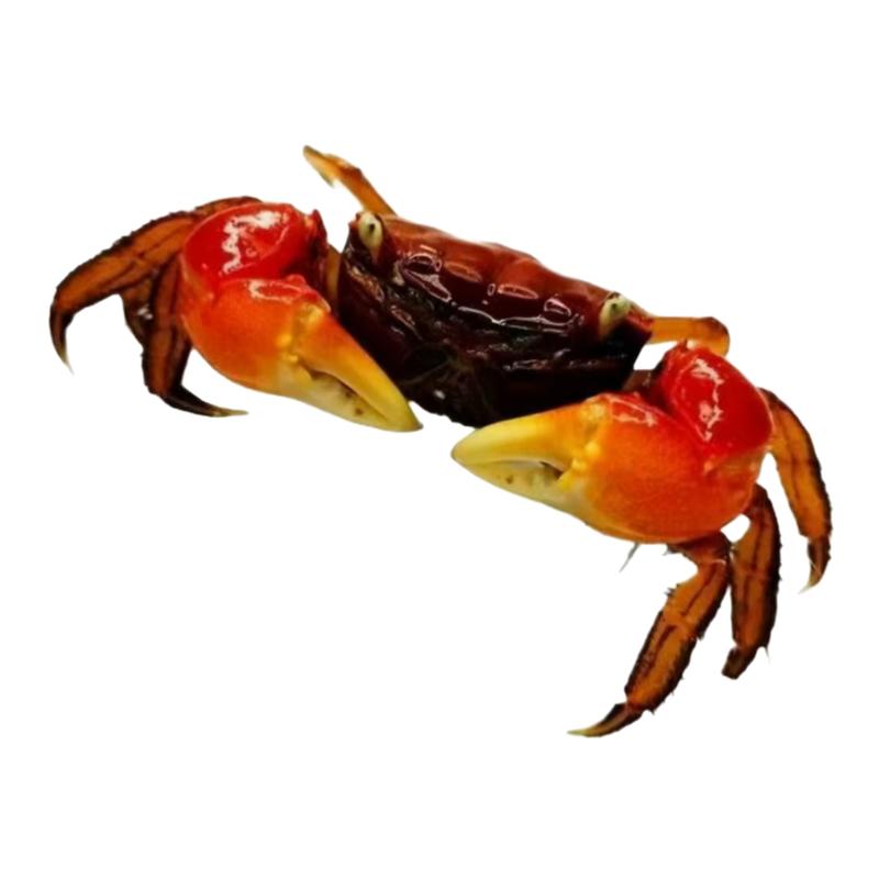 红鳌相手蟹小宠物蟹活体爬宠鱼缸观赏蟹淡水蟹七彩螃蟹夜市摆地摊