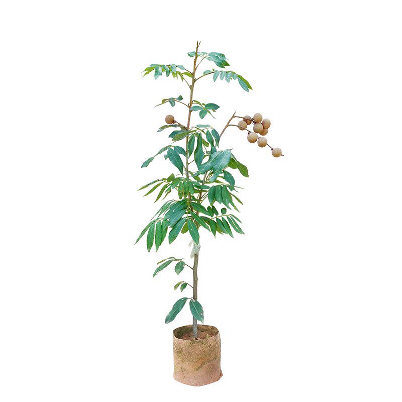 嫁接龙眼树苗带土球带叶当年结果