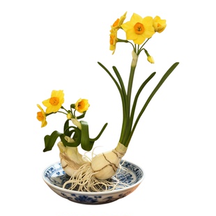 【雕刻好金水仙】漳州水仙花种球带花苞冬季室内桌面水养花卉植物