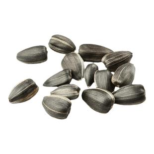 鹦鹉小瓜子零食鸟粮食饲料油葵玄凤牡丹虎皮专用训练奖励用品大全