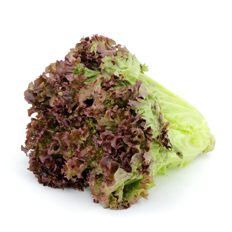 红叶生菜新鲜蔬菜沙拉食材即食沙拉菜烤肉西餐轻食罗莎红生菜蔬菜