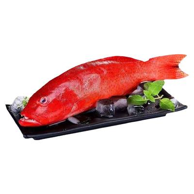 探味岛深海东星斑海燕尾斑鲜活速冻红星石斑鱼福建海鲜水产红斑鱼
