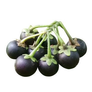 东北野生龙葵种子黑悠悠水果黑天天苗黑黝黝籽龙葵果蔬菜种孑种籽