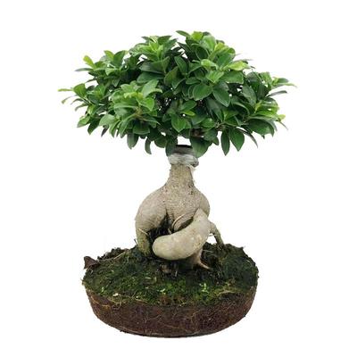 榕树无喜阳的景观植物阳台