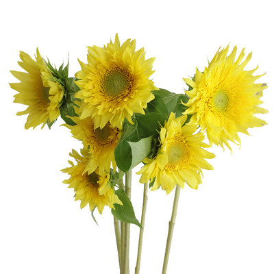 进口向日葵柠檬碧翠种子5粒半重瓣多分枝葵花籽可切花盆栽春季播