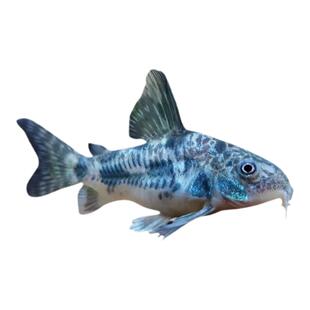 观赏鱼清道夫金苔鼠清洁工除藻工具鱼鼠鱼吃垃圾鱼孔雀鱼小鱼鱼缸