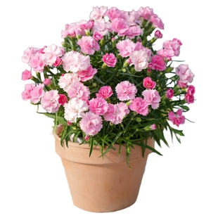 海蒂的花园旗舰店康乃馨盆栽带花苞多季开花易养好活阳台花卉绿植