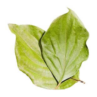 柿子叶茶霜打过中药材新鲜霜降后干柿子树粉官方旗舰店血的功效压