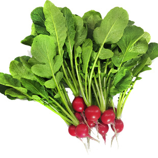 荷兰小丸子水果樱桃萝卜种子红丁樱桃萝卜 阳台盆栽蔬菜种籽孑苗