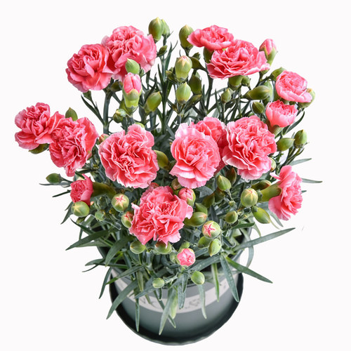 康乃馨盆栽带花苞室内阳台庭院四季好养开花植物石竹大花苗鲜切花