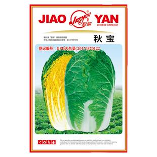 秋宝黄芯秋播大白菜种子秋季胶州黄心白菜种籽蔬菜山东大白菜冬季