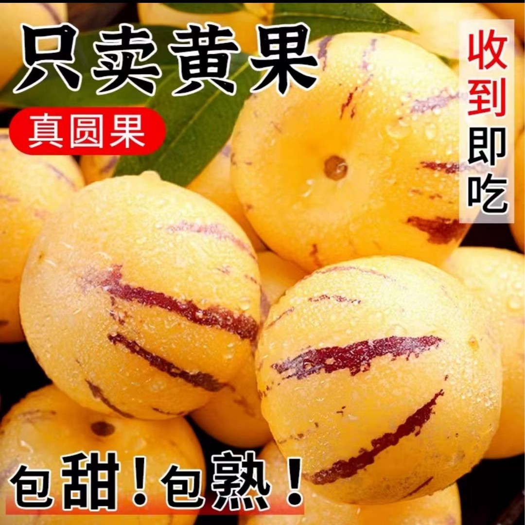 真树上熟正宗云南石林人参果带箱5斤产地现摘鲜发25-45个