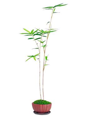 苔藓红观音竹红寒竹米竹室内盆景