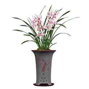 艾莹兰花苗 妃子笑 有香味的建兰夏带花苞出售室内花卉绿植盆栽