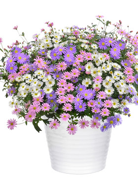 庭院室内外矮生小野花五色菊花种子花坛植物宿根花卉非姬小菊花籽