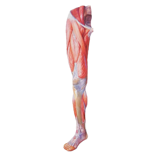 正版实用解剖图谱下肢分册第3三版高士濂骨科神经普通外科临床医师教学科研工具书精装彩色人体骨科解剖图谱上海科学技术出版社