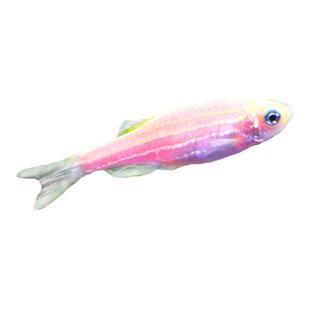 灯科鱼斑马鱼活体冷淡水新练手好养小型热带观赏红绿宝莲灯金鱼苗