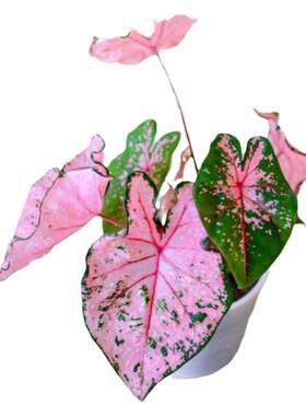 彩叶芋海芋盆栽新手易养
