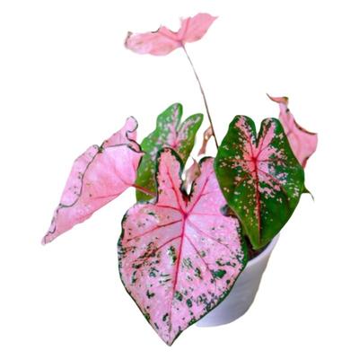 彩叶芋粉色飞溅海王安妮巴黎舞鞋白色恋甜心幻想曲马菲特植物盆栽