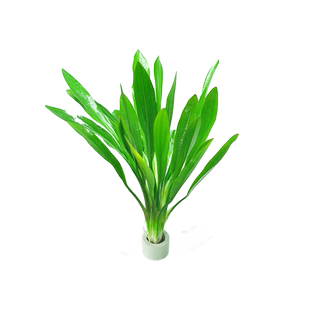 九冠水草鱼缸专用造景大叶绿九冠水草阴性制氧迷你九净化水质植物