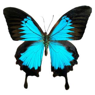 天堂凤蝶papilio蝴蝶标本装饰画框复古欧式风摆件8寸10寸相框摆台