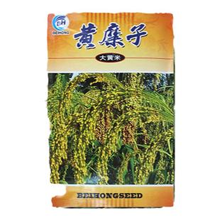 大黄米种子扫把笤帚糜子黍子种子带壳糯米谷沁州黄产地软米粽子米