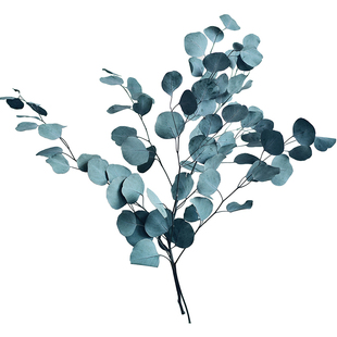 进口圆叶尤加利叶干花花束真树叶子北欧家居装饰客厅苹果桉永生花