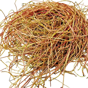 贵州大菟丝子无根草中药材菟藤金丝藤黄丝藤兔丝子新鲜无娘藤500g