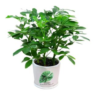 鸭脚木盆栽室内八方来财招财树摇钱树绿植吸