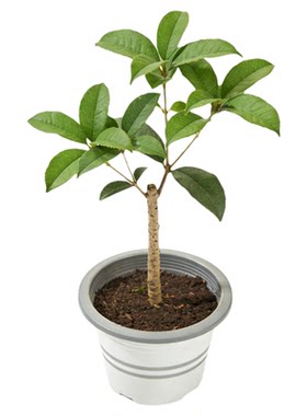 桂花树苗四季桂花浓香型