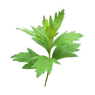 艾草种子种植可食用大叶艾蒿青蒿四季种植野生艾草种孑驱蚊草植物