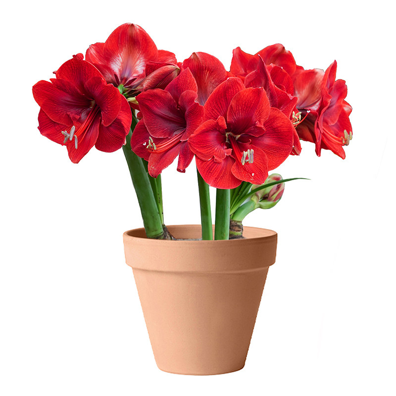海蒂的花园成都总店朱顶红种球重瓣阿弗雷新年快乐开花球根海妈