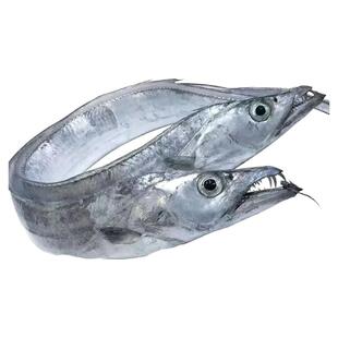 精选带鱼段中段带鱼肉冷冻带鱼新鲜带鱼大号海捕带鱼海鲜顺丰