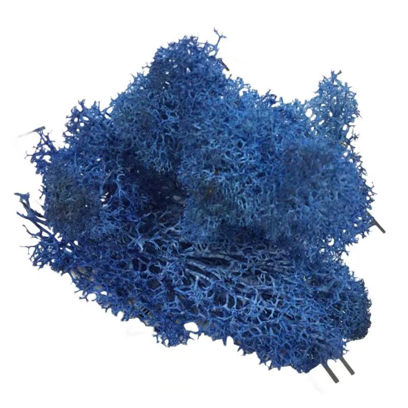 少杂质地衣驯鹿苔藓不褪色青苔微景观永生苔藓墙永生花diy材料包